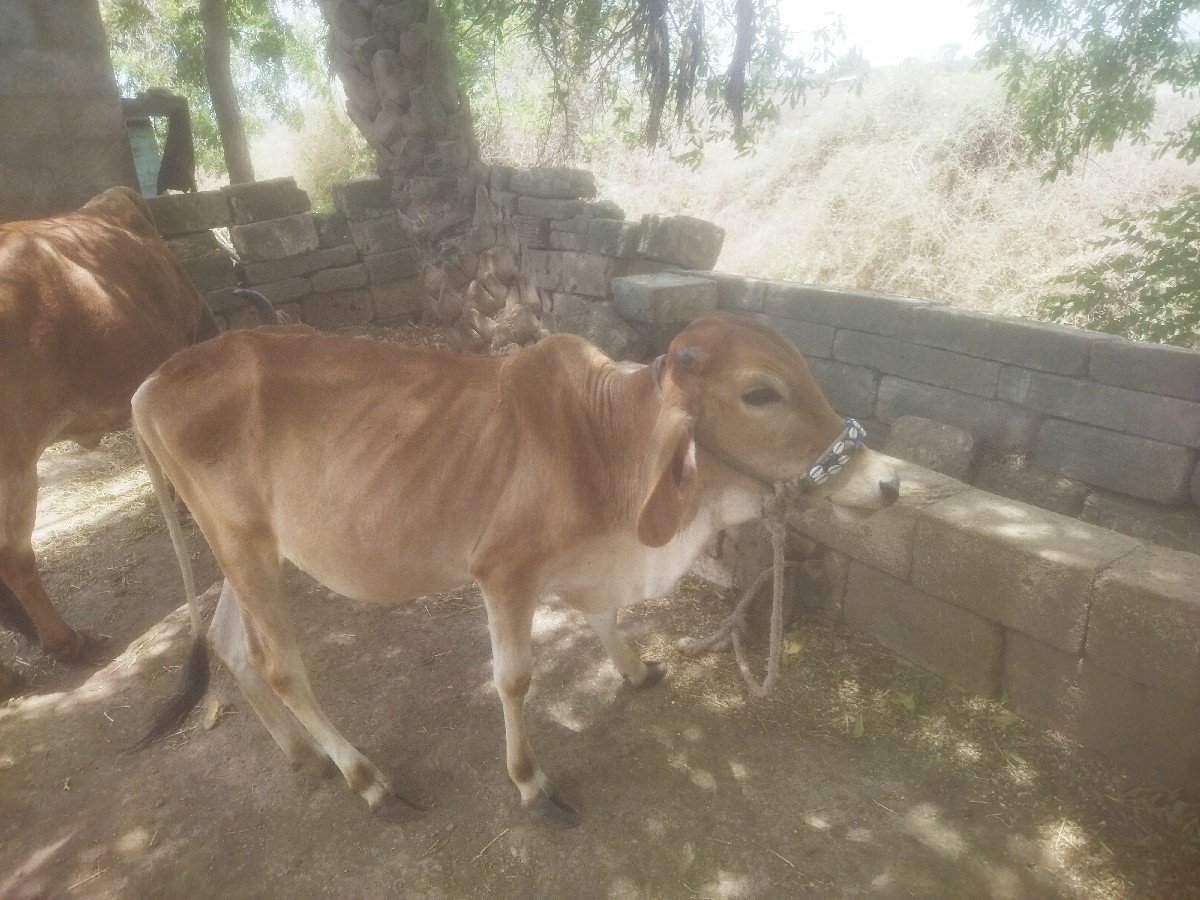 વાછડી દેવાની છે