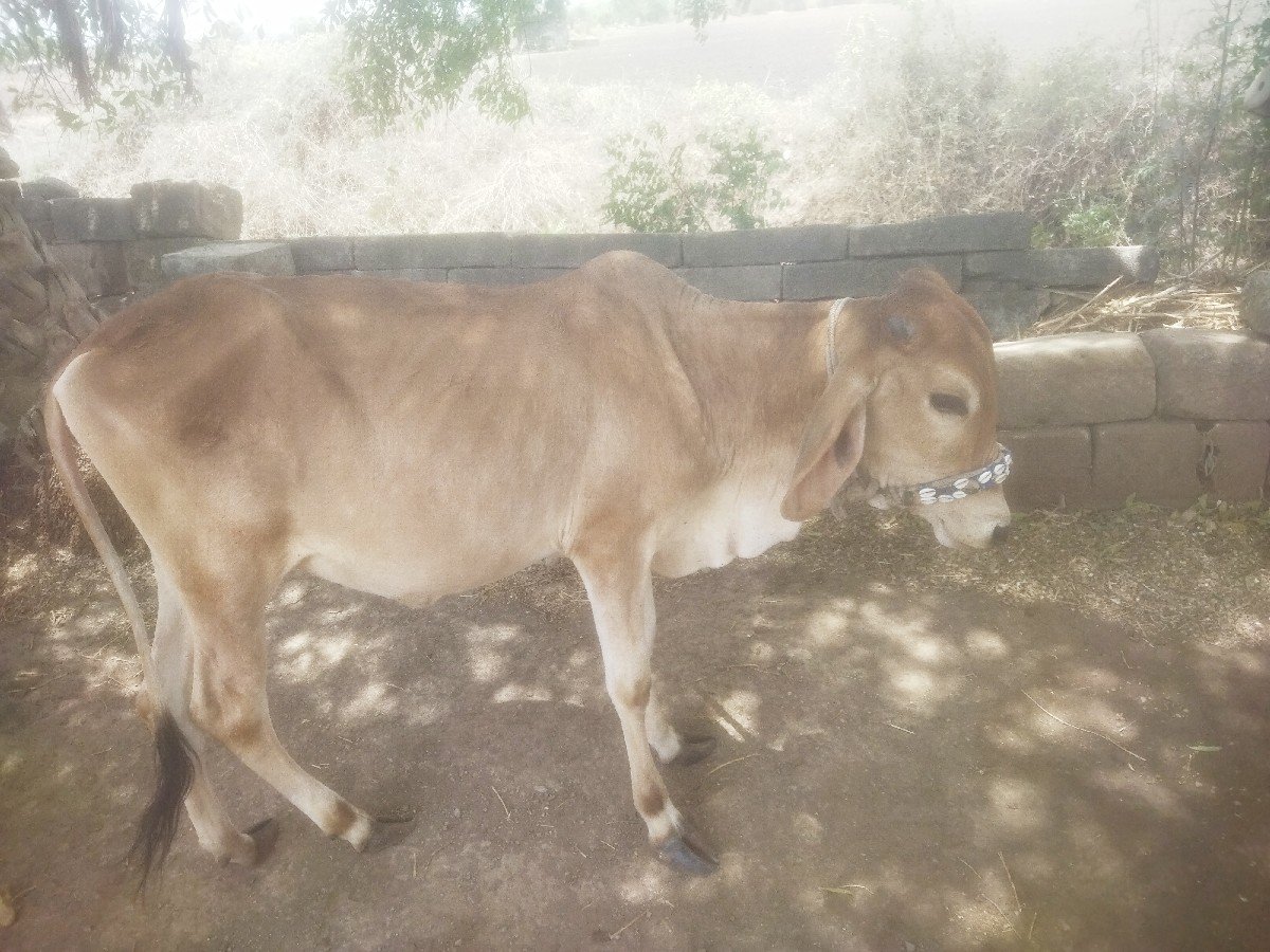 વાછડી દેવાની છે