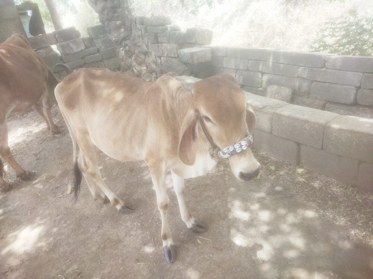 વાછડી દેવાની છે