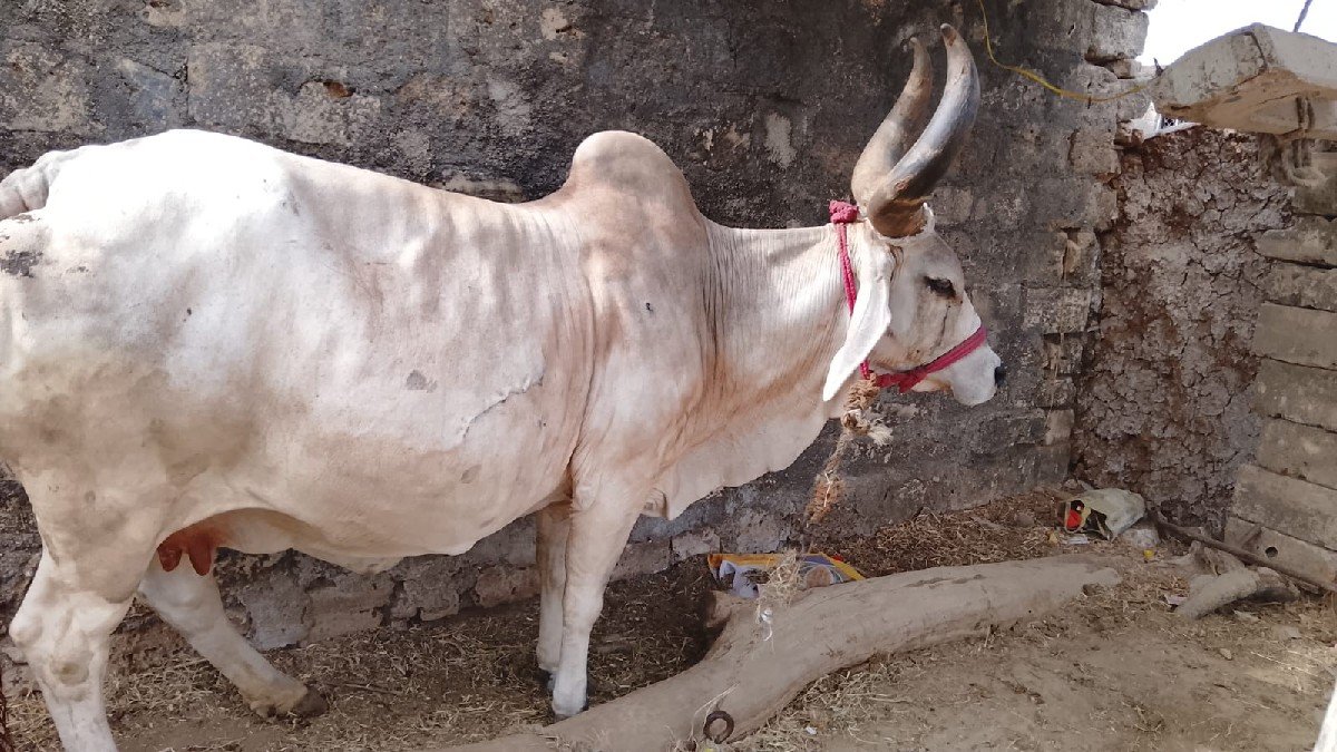 ગાય વેચવાની છે