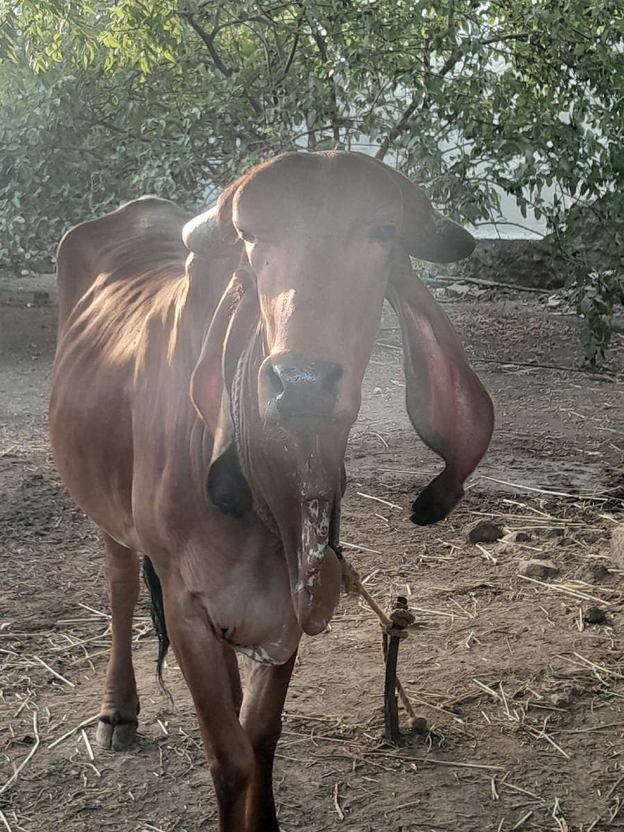 આ વાછળી વેચવા નીછે