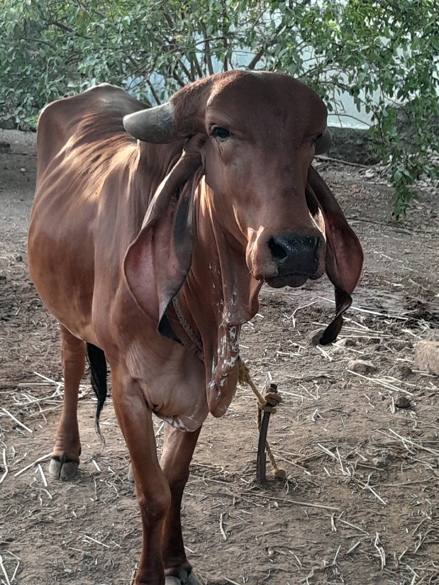આ વાછળી વેચવા નીછે