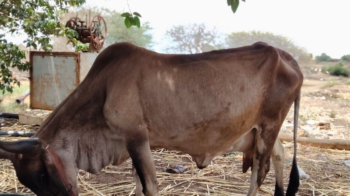 ગાય. વેસવાનીછે. 3. વેતર.