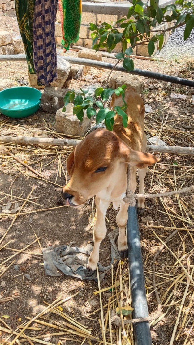 ગાય. વેસવાનીછે. 3. વેતર.