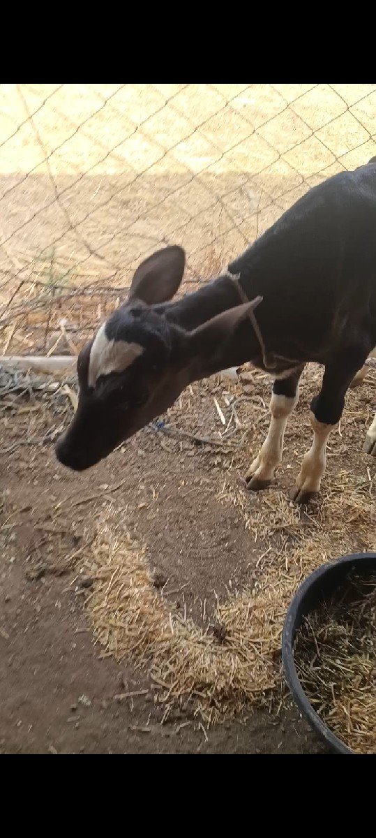 ત્રણ લીટર દૂધ વાસડું છે