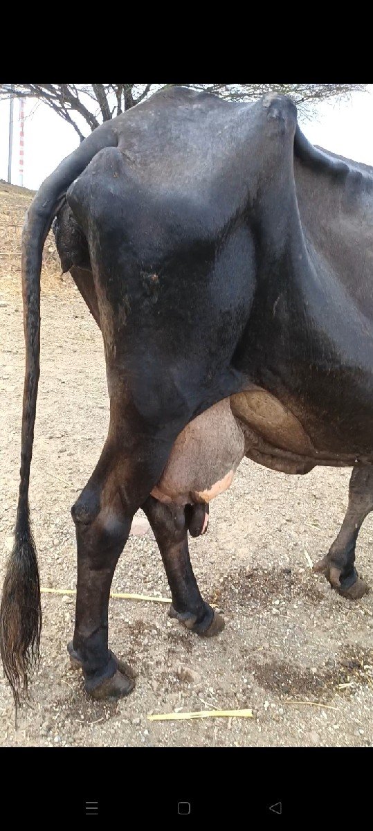 ત્રણ લીટર દૂધ વાસડું છે