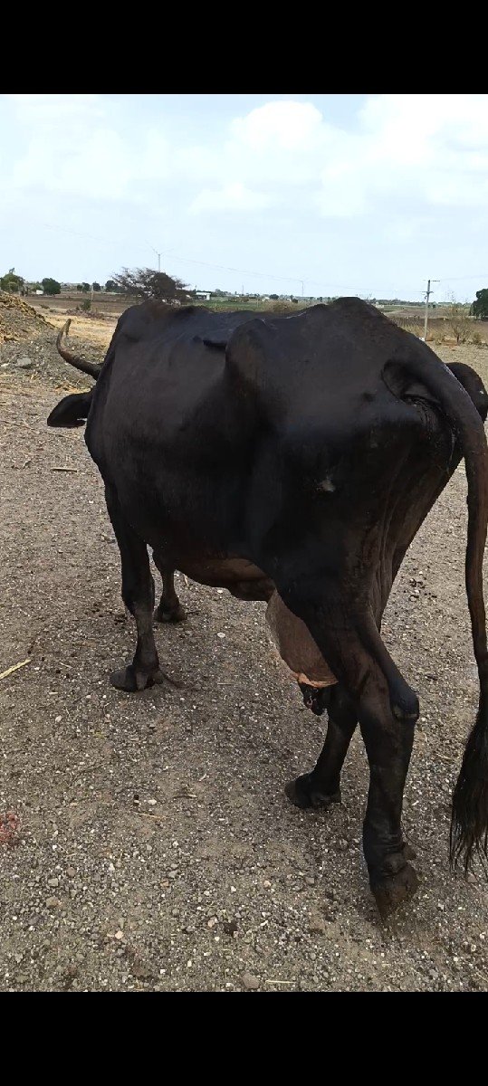 ત્રણ લીટર દૂધ વાસડું છે