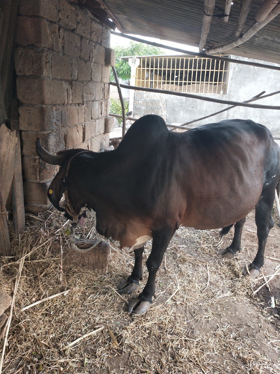 ગાય વેચવાનીછે