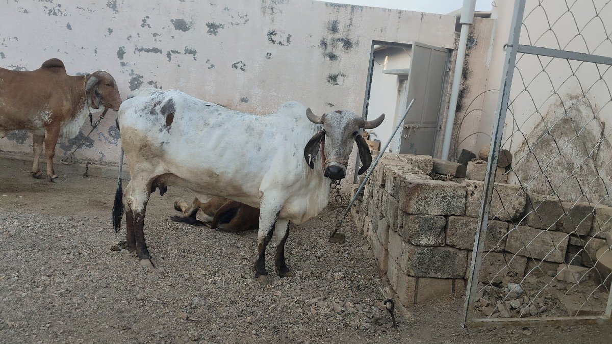 गाय वेशाव छे