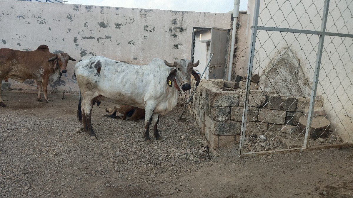 गाय वेशाव छे