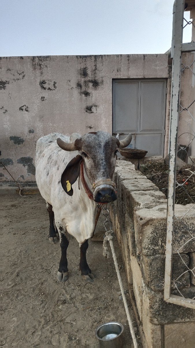 गाय वेशाव छे