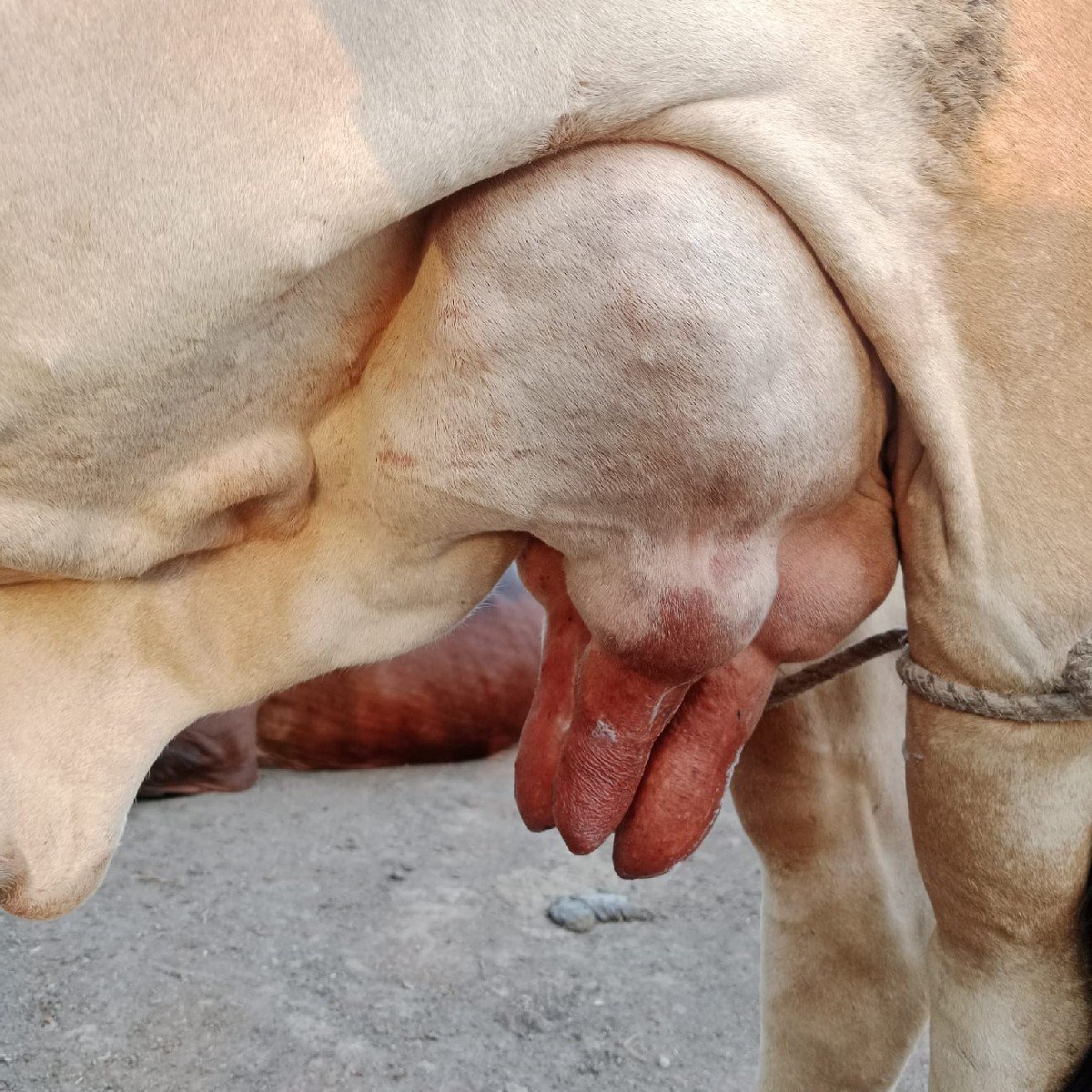 ગાય વેચવાની છે