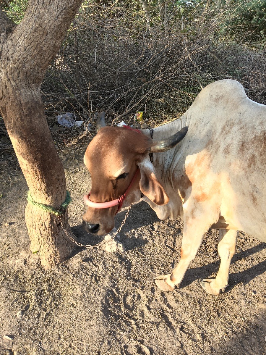 ગાય વેચવાની છે