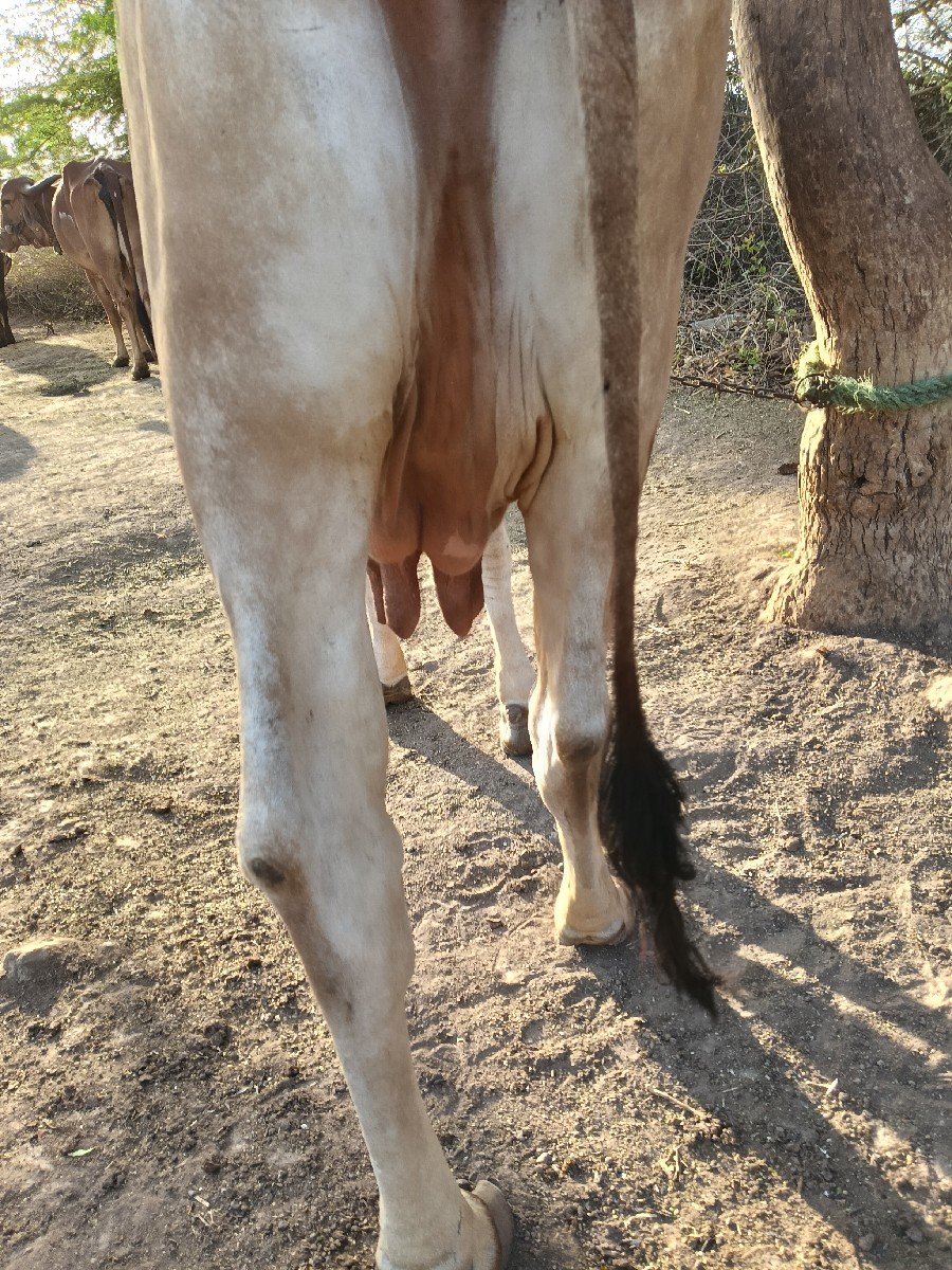 ગાય વેચવાની છે
