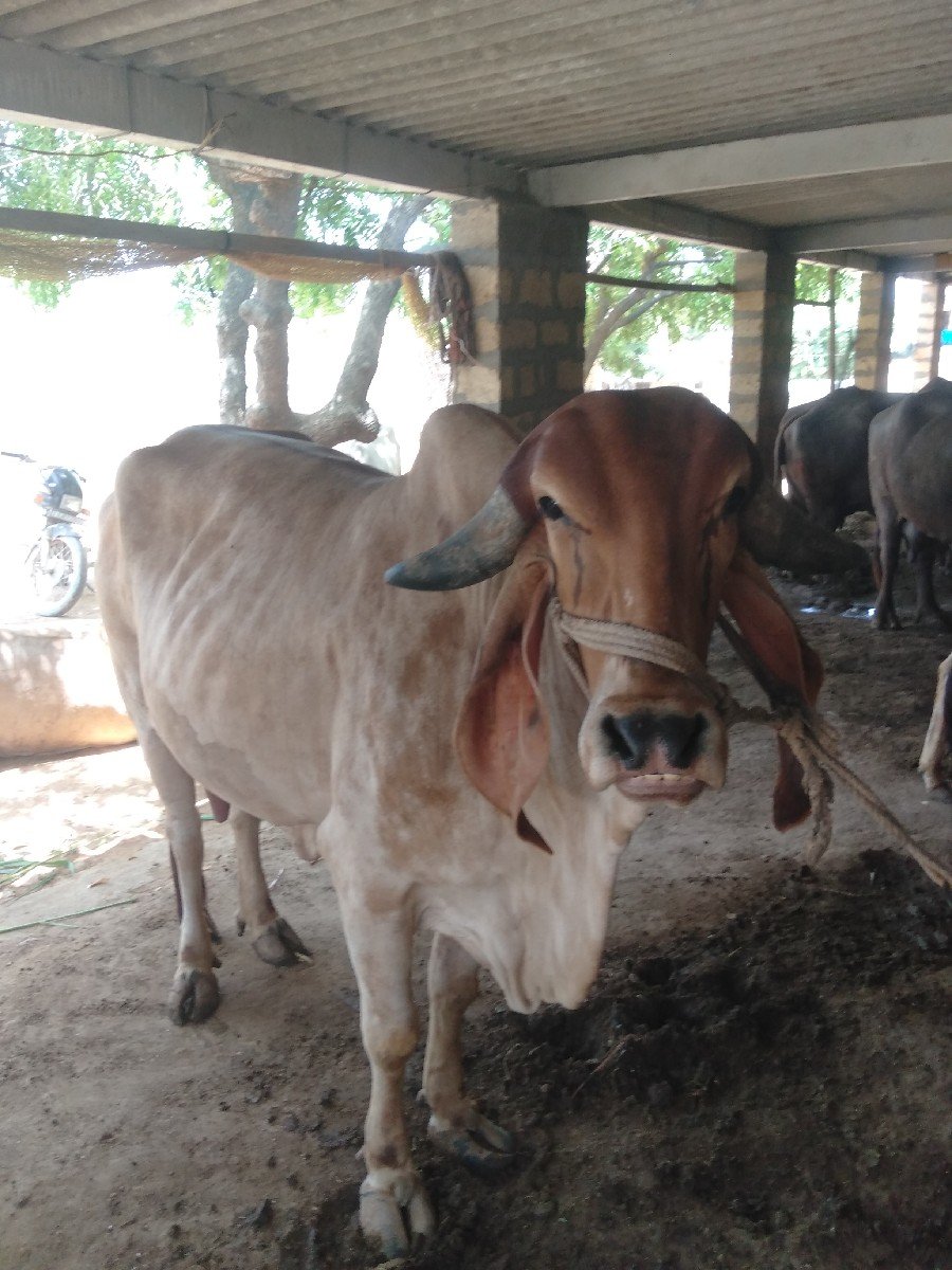 આગાયવેચવાનીછે