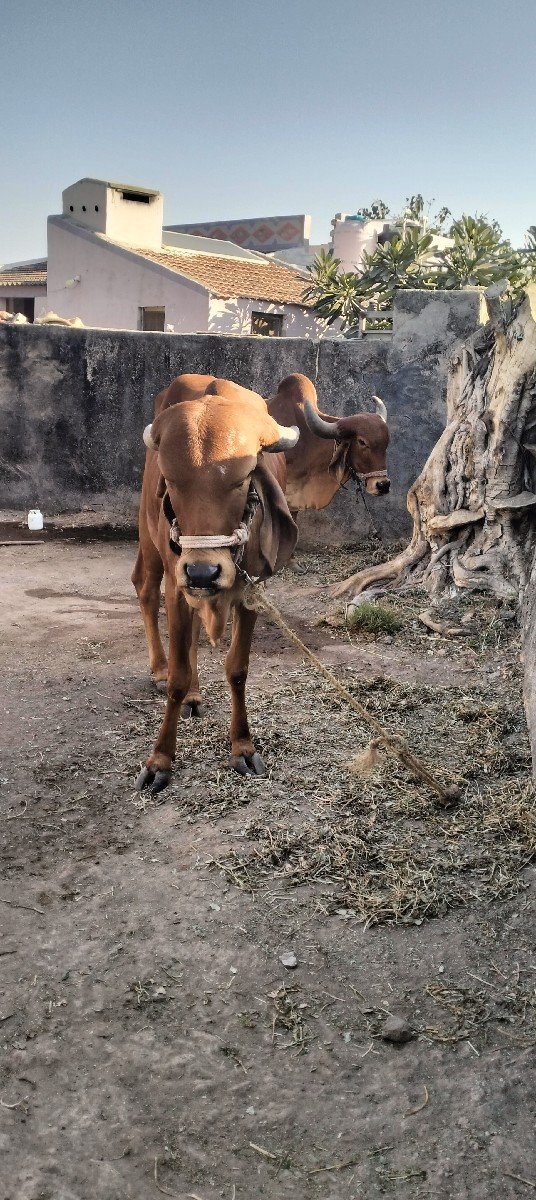 ગાય વેચવાની છે