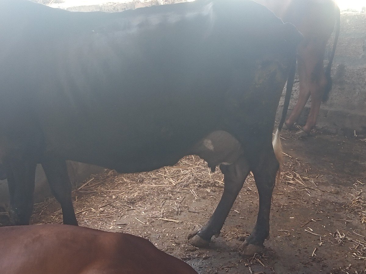 hf ગાય વેચવાની છે   9773419736