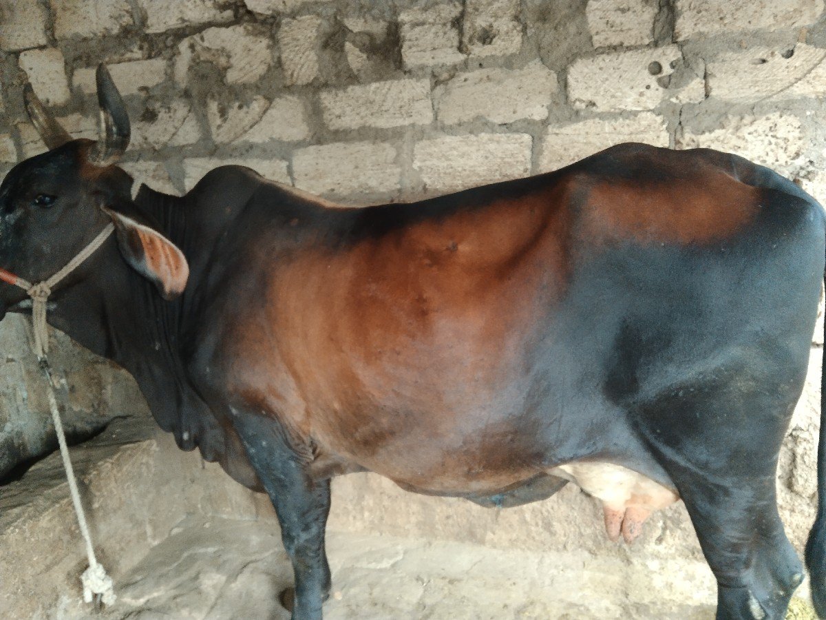 ગાય
