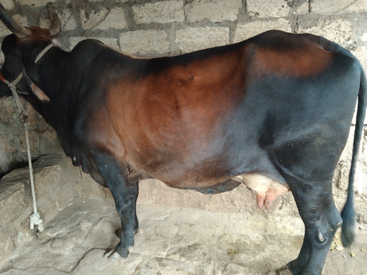 ગાય