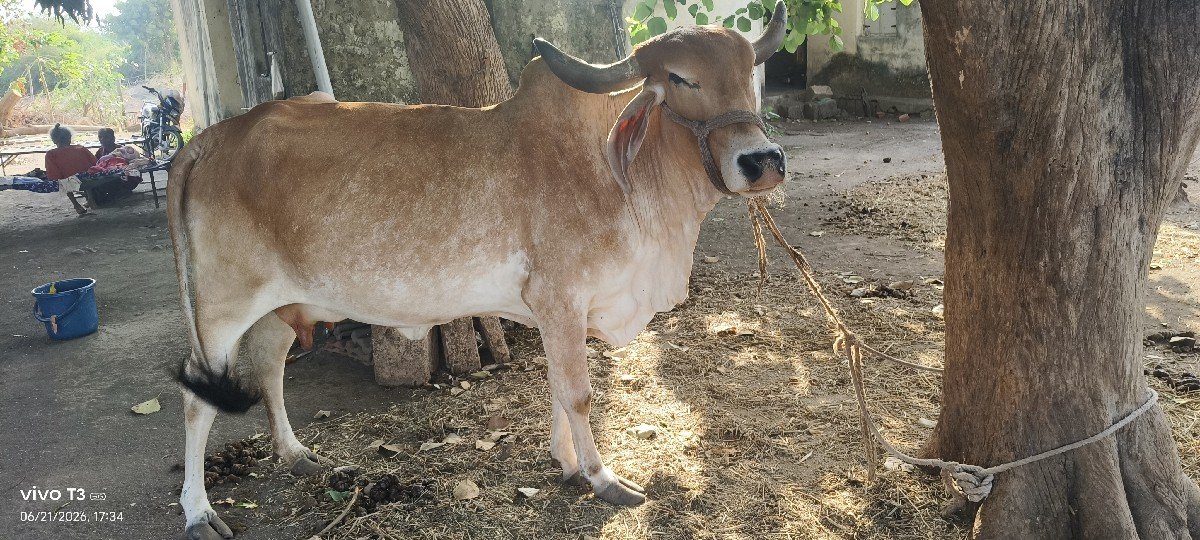 ગાય વેચવાની છે