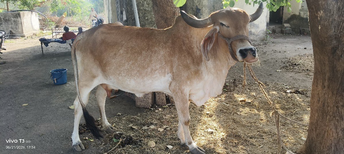 ગાય વેચવાની છે