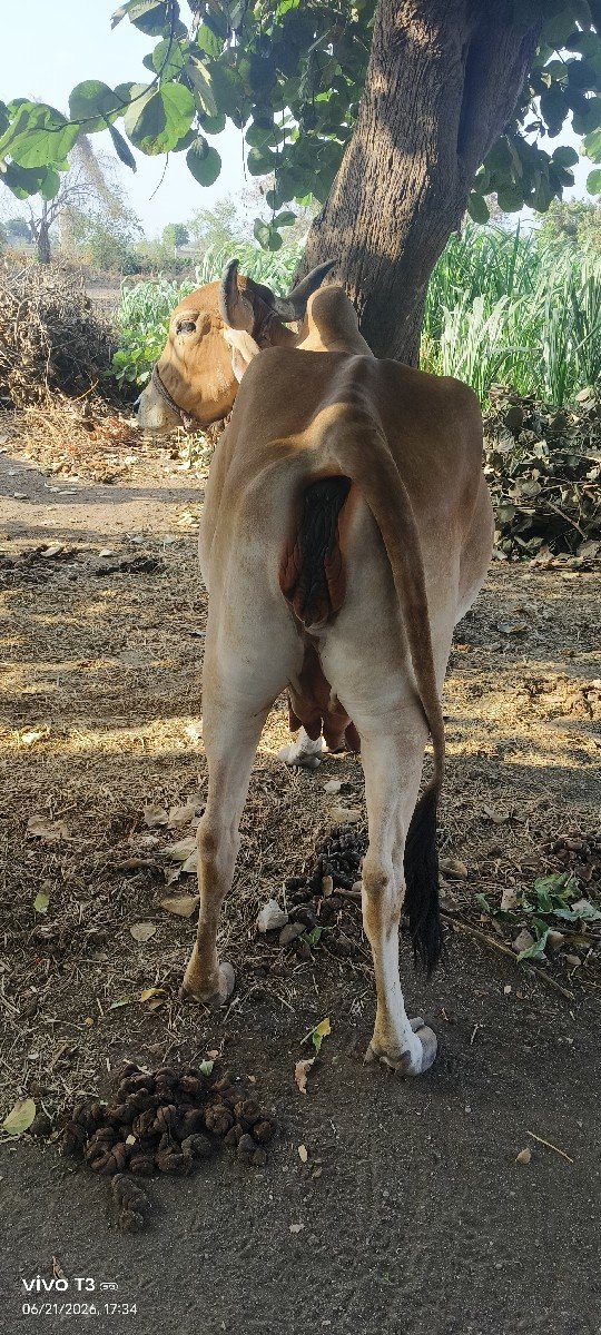 ગાય વેચવાની છે