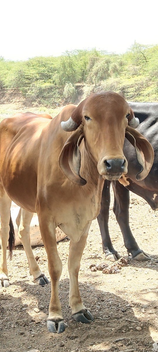 2 ગીર વોડકિયું વેસવાની છે