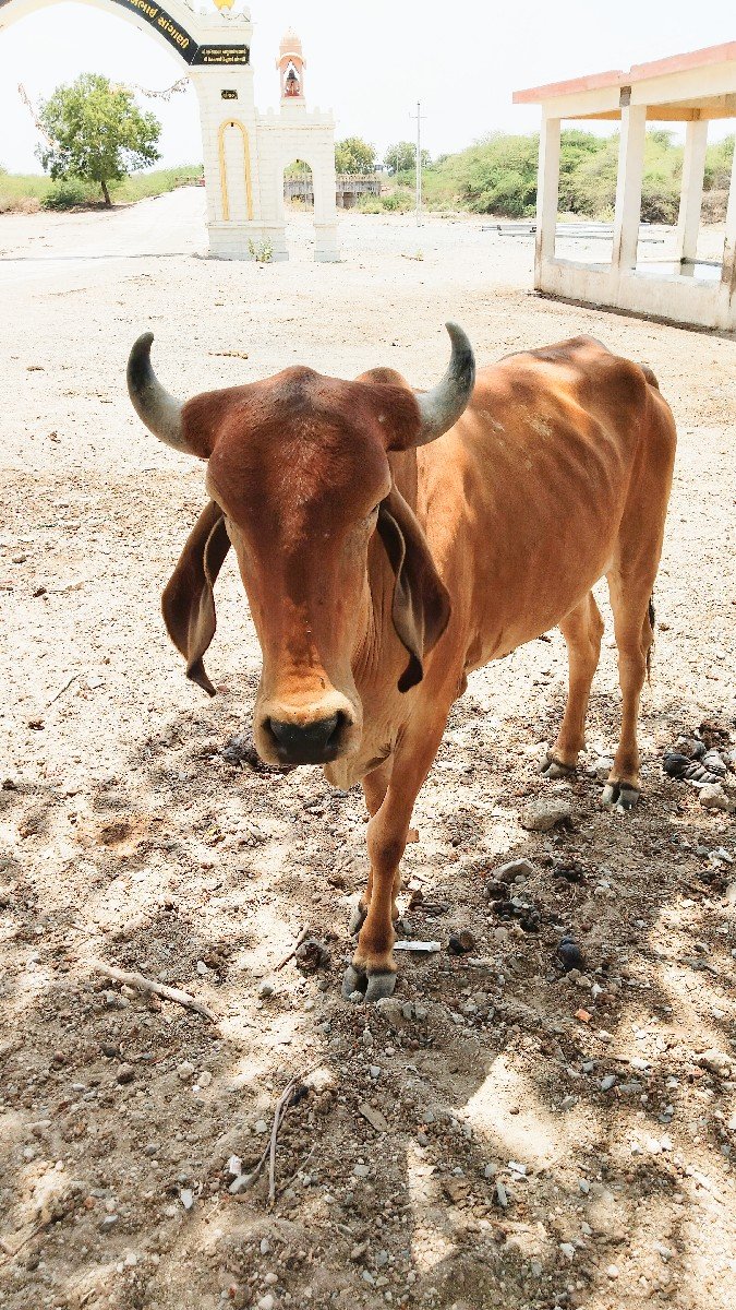 2 ગીર વોડકિયું વેસવાની છે