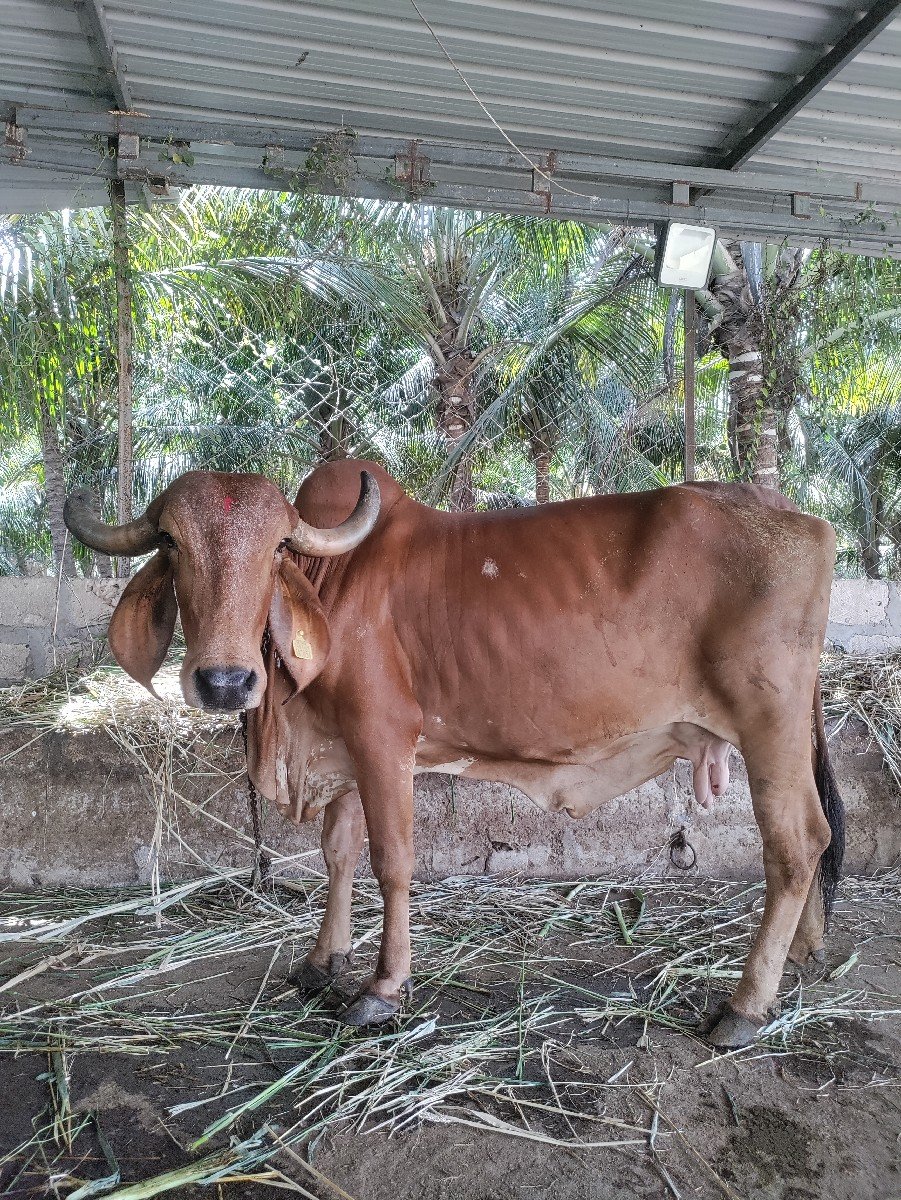 ગીર ગાય