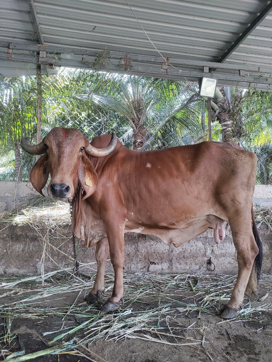 ગીર ગાય