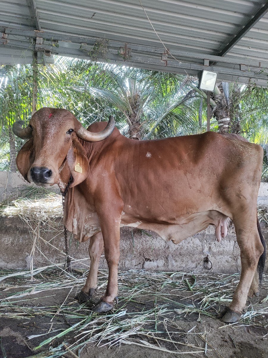 ગીર ગાય