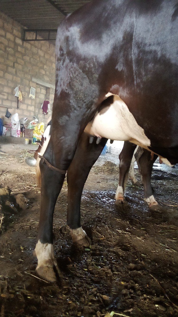 s f ક્રોસ ગાય વેસ વાની શે