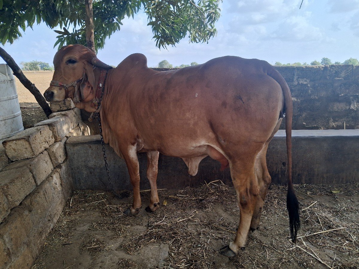 ગીર ગાય