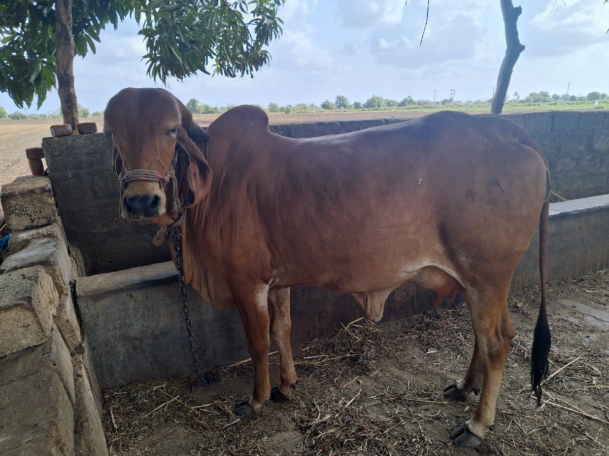 ગીર ગાય