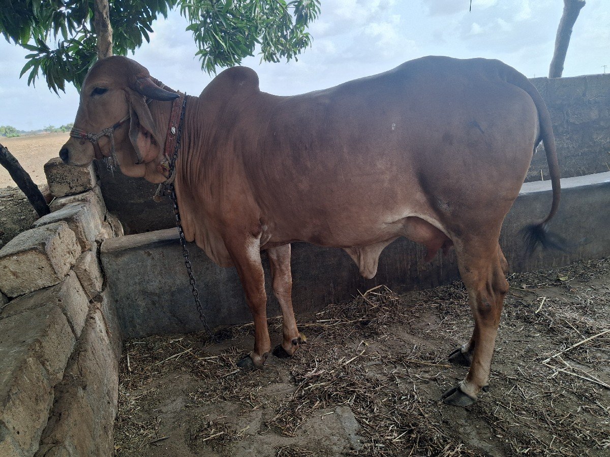 ગીર ગાય