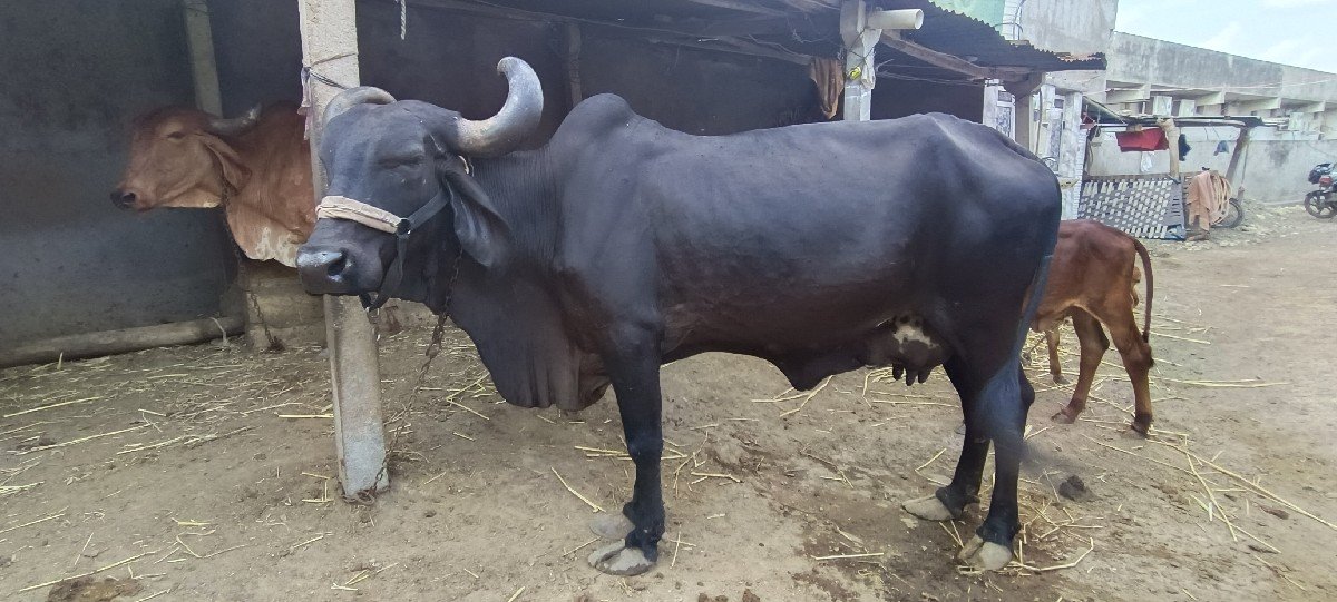 A Kali Gay Vechavani
