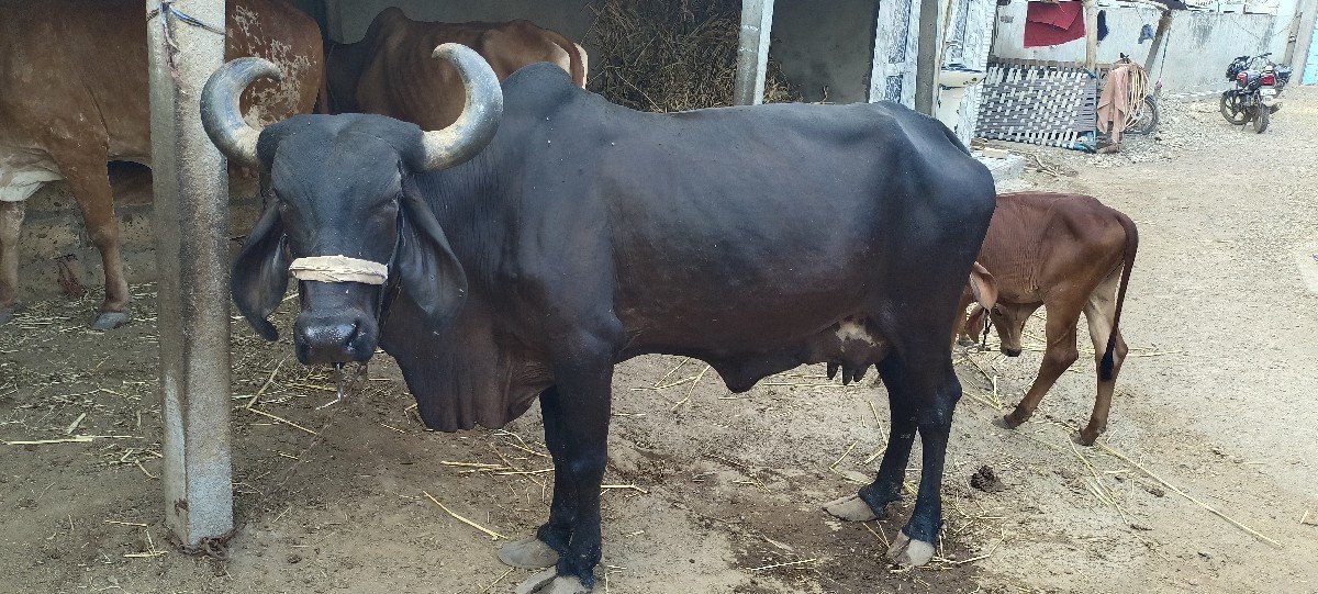 A Kali Gay Vechavani