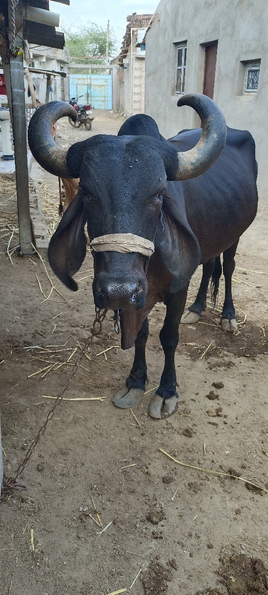A Kali Gay Vechavani
