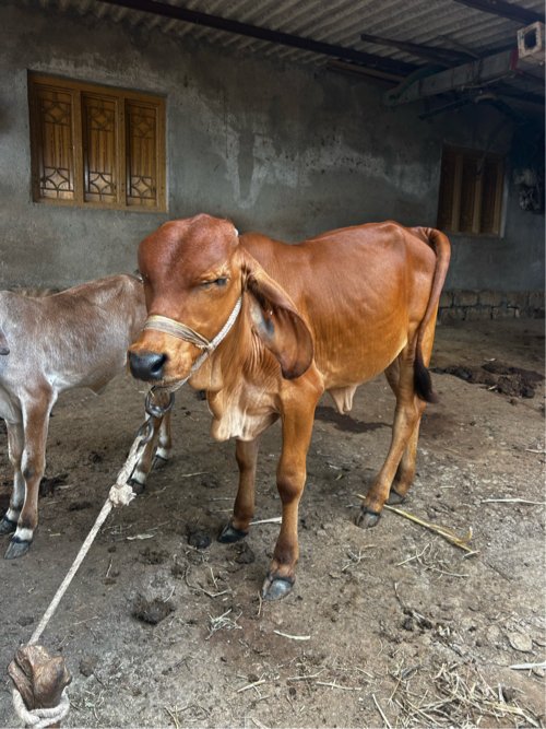 વાછડી વેચવાની છે