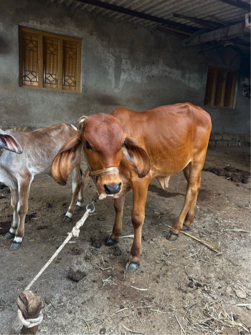 વાછડી વેચવાની છે