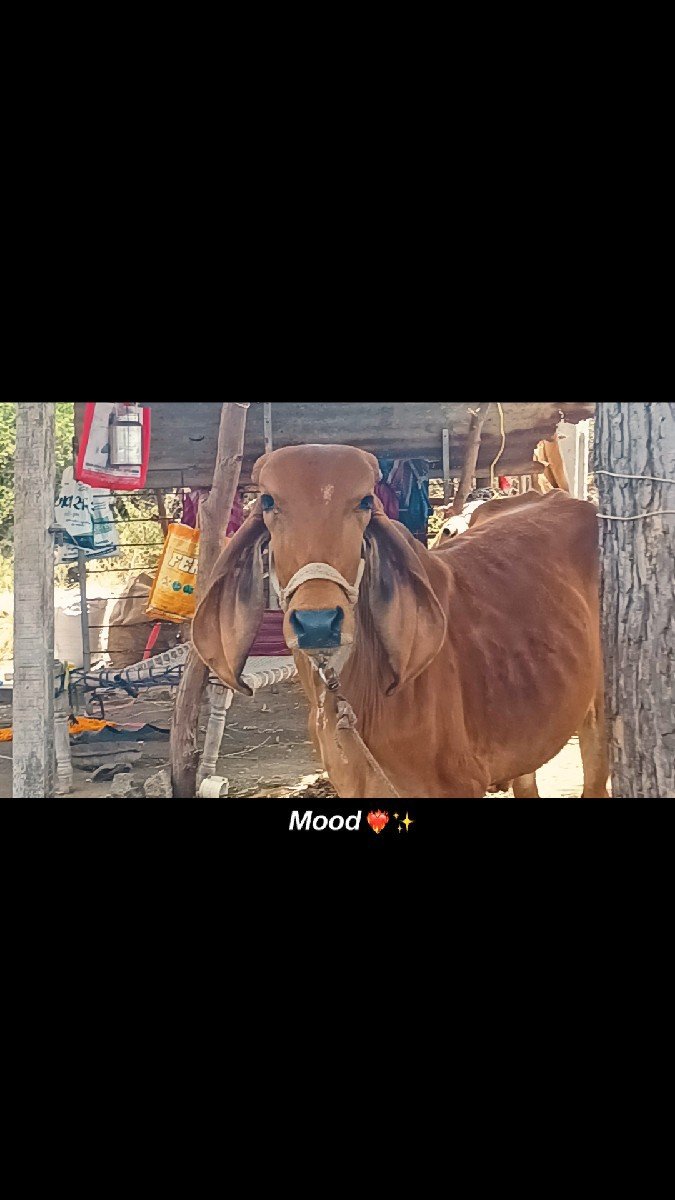 ગીર ઓરીજનલ વાસડી વેસવાની છે
