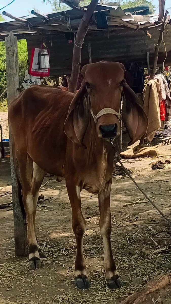 ગીર ઓરીજનલ વાસડી વેસવાની છે