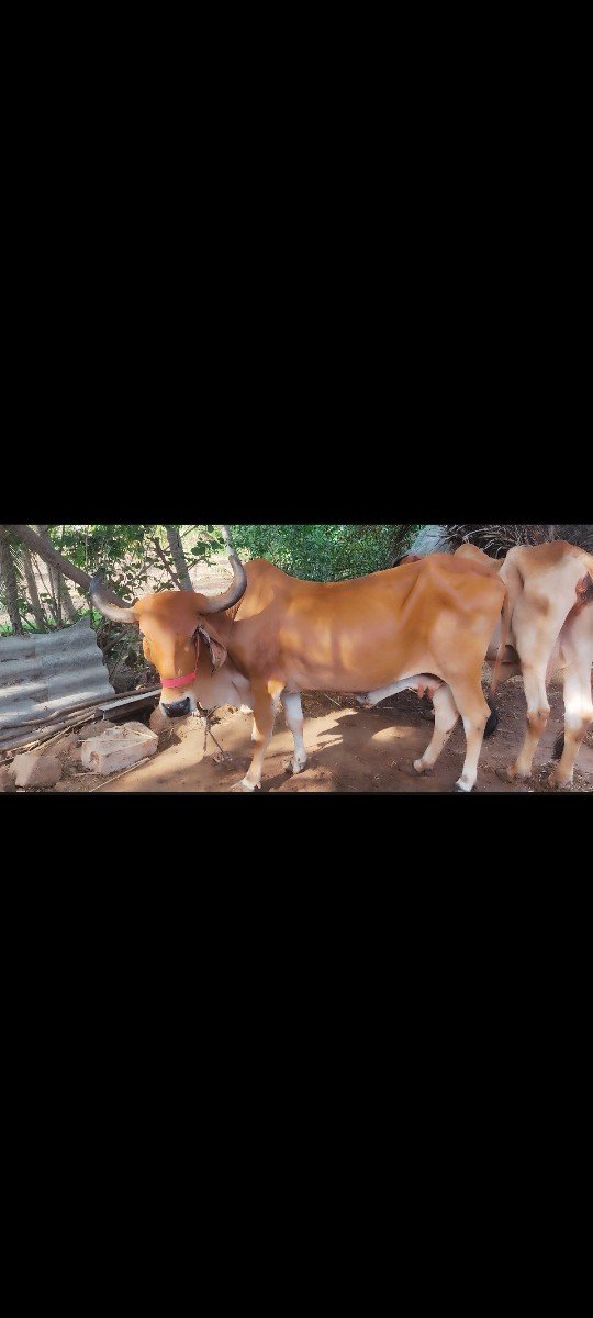 ગાય વેચવાની છે