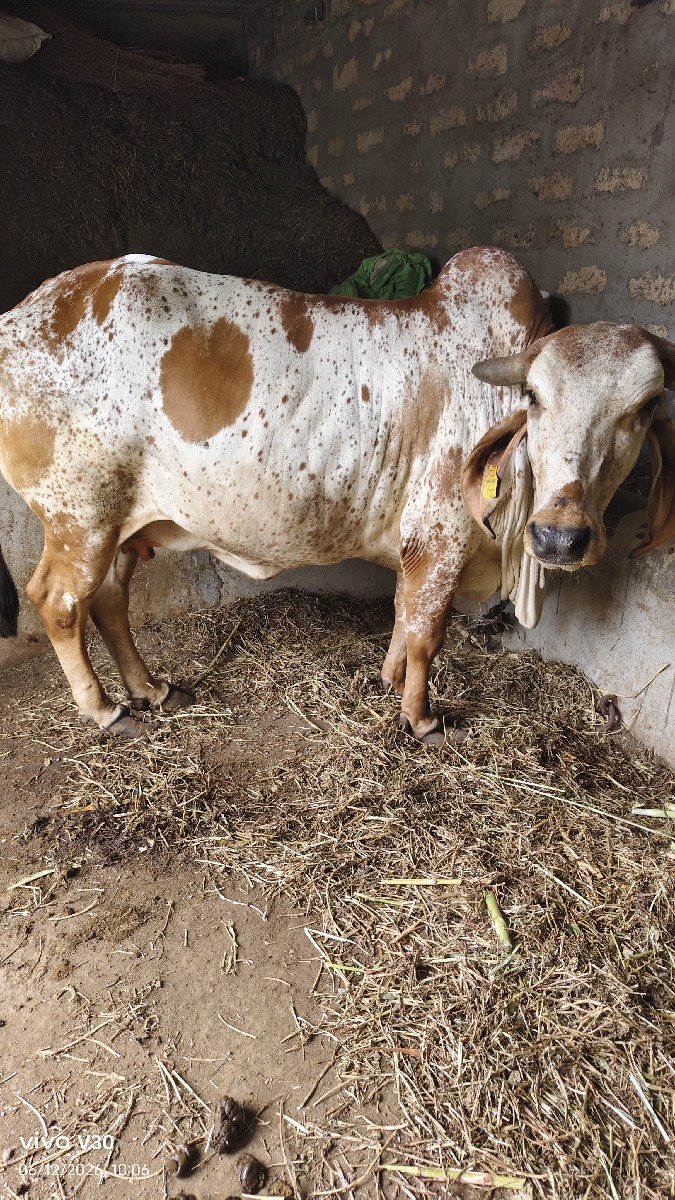 ગાય વેચવાની છે