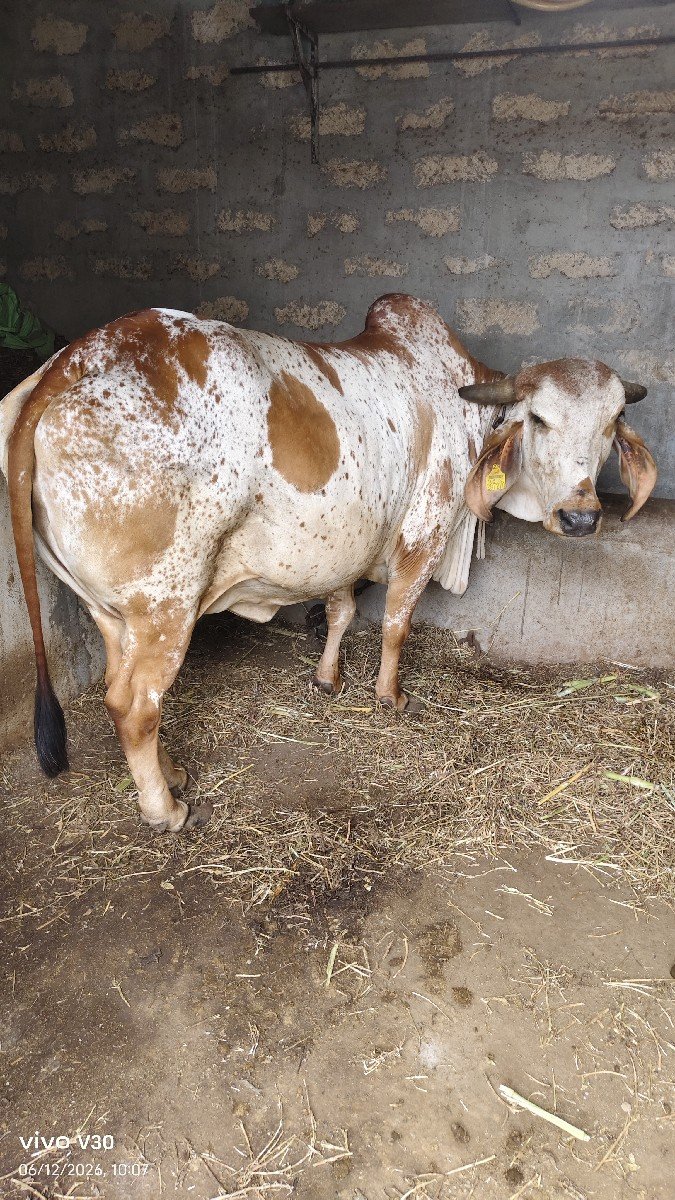 ગાય વેચવાની છે
