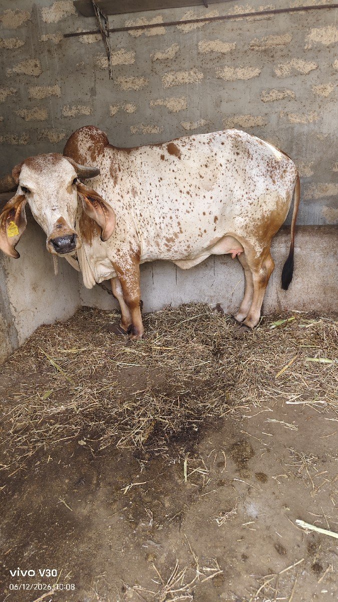 ગાય વેચવાની છે