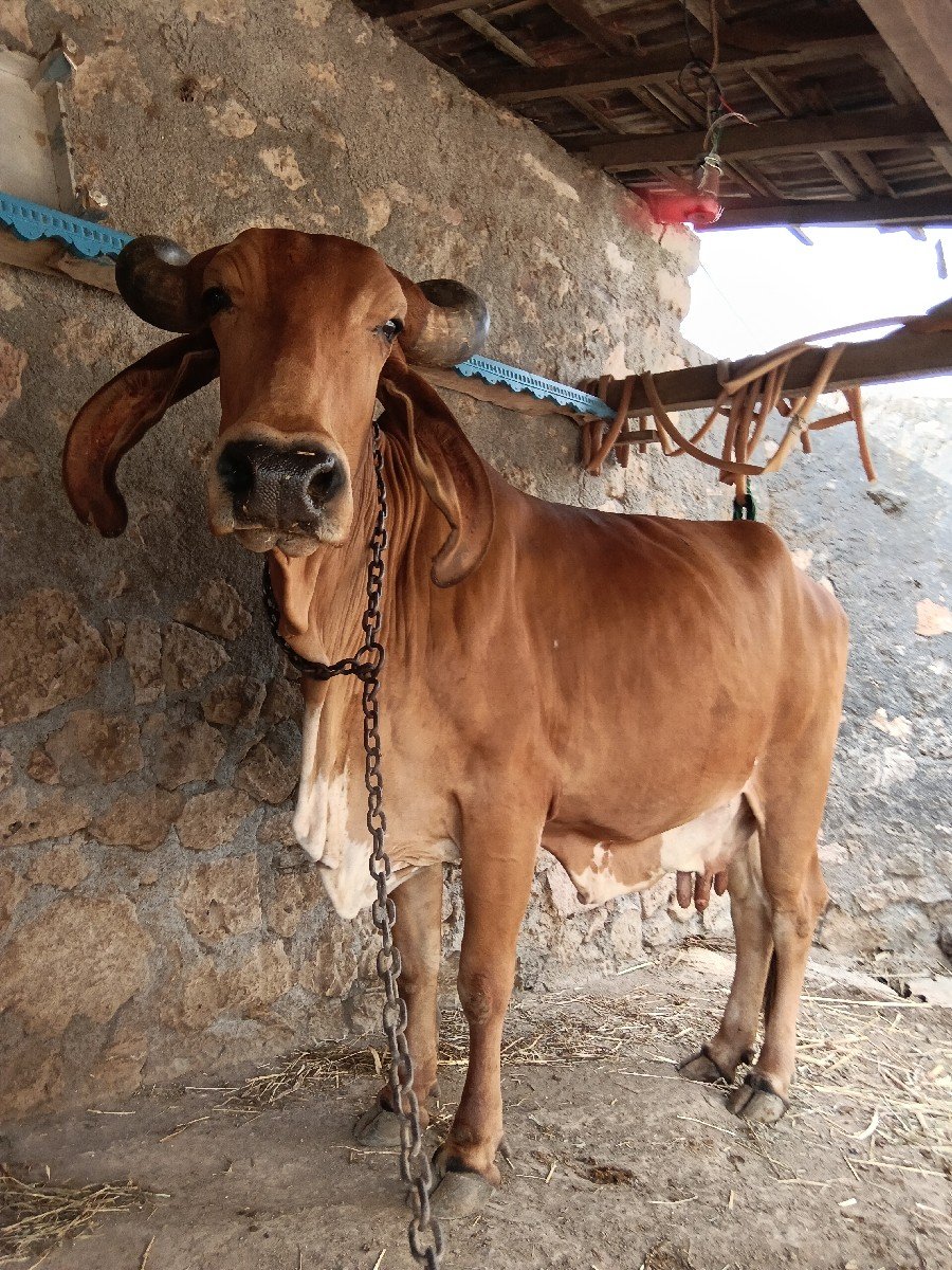 આ ગાઈ વેચવાની છે સાટા કરવાના છે