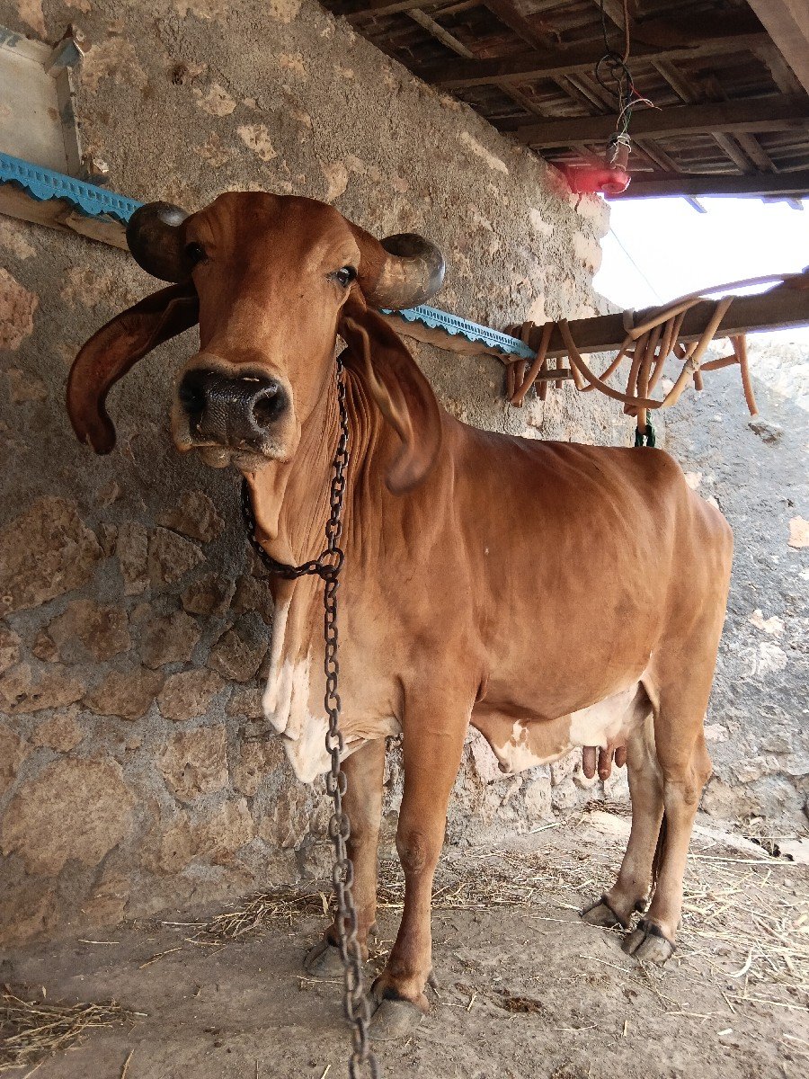 આ ગાઈ વેચવાની છે સાટા કરવાના છે