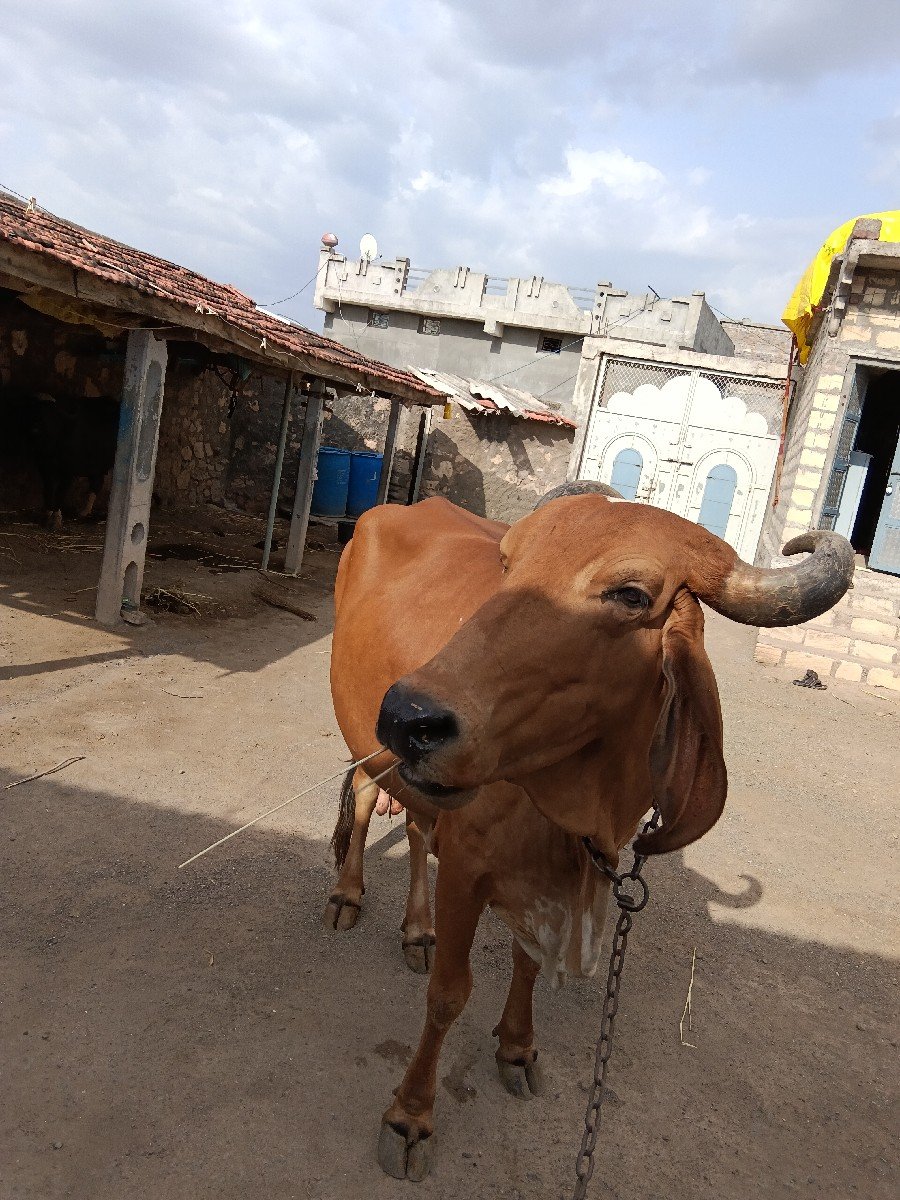 આ ગાઈ વેચવાની છે સાટા કરવાના છે