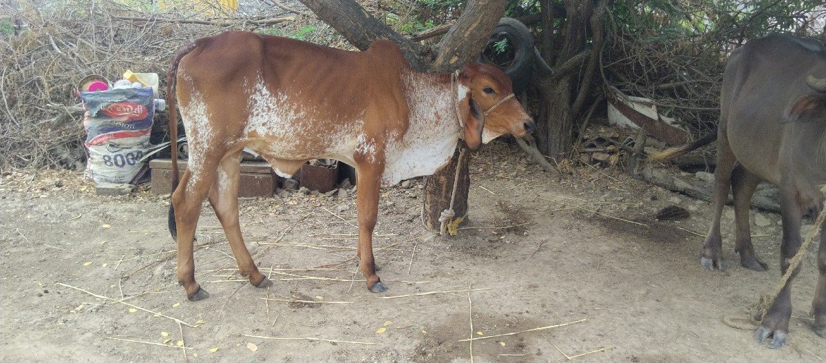 ગીર પાસાર વાછડી દેવાની છે